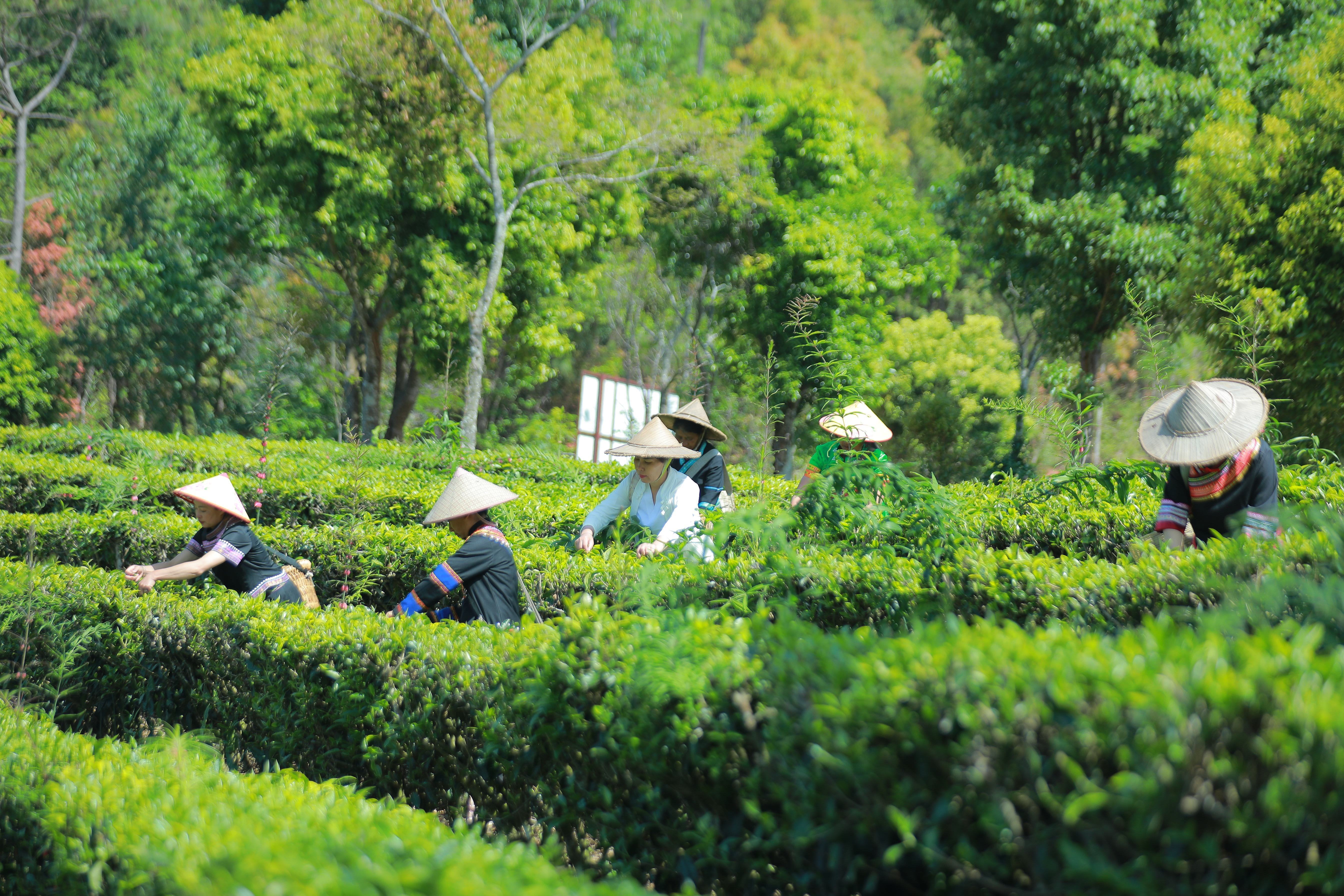 云南景谷举办2024年茶叶文化节系列活动_新华网(图3) 云南景谷举办2024年茶叶文化节系列活动_新华网(图3)