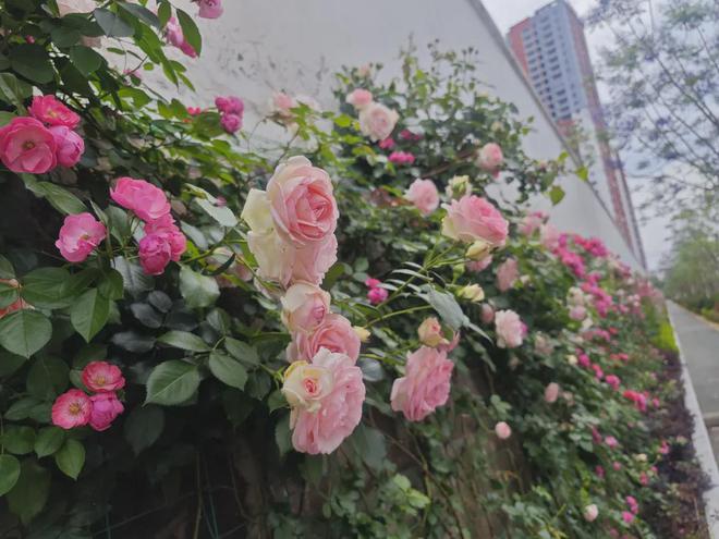 2024年楚雄彝族火把节活动日程来了!32项系列活动(图2) 2024年楚雄彝族火把节活动日程来了!32项系列活动(图2)