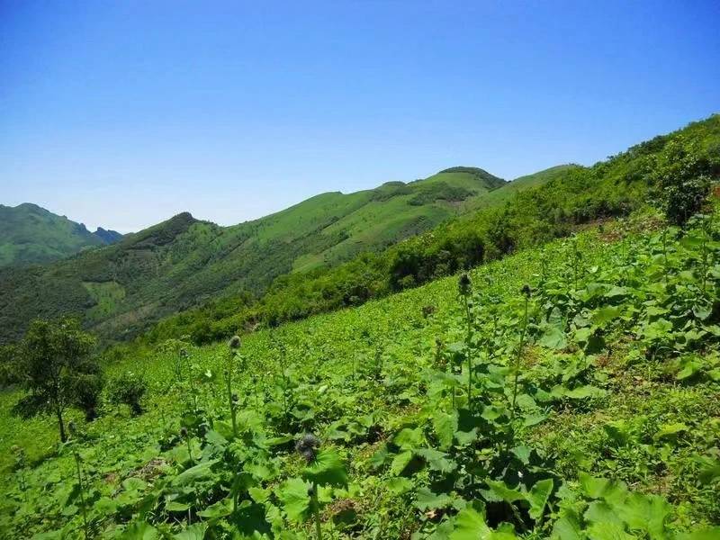 味美四川寻味宣汉 2024年巴人生态美食文化活动9月19日将在四川宣汉举行(图4) 味美四川寻味宣汉 2024年巴人生态美食文化活动9月19日将在四川宣汉举行(图4)