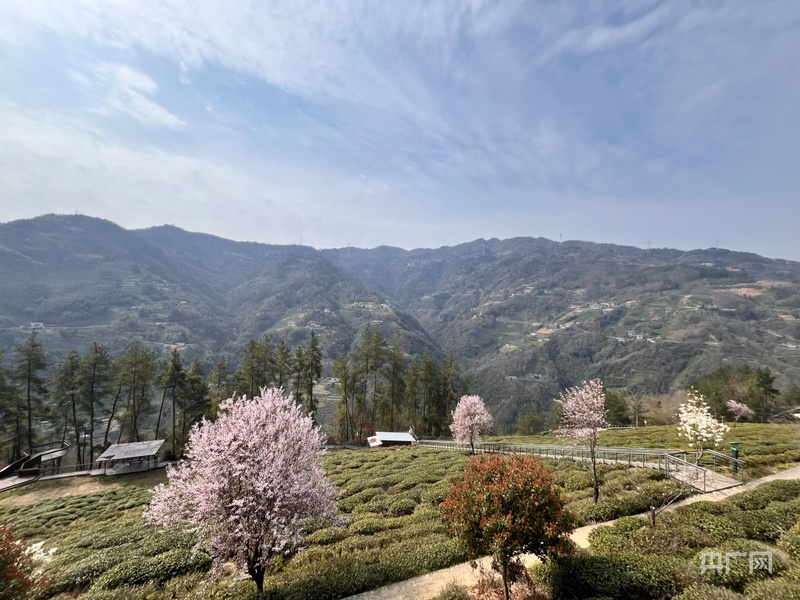 陕西推出“开麦吧！茶乡”系列活动 打造县域精品文旅IP(图2)